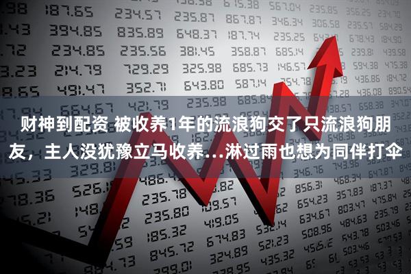 财神到配资 被收养1年的流浪狗交了只流浪狗朋友，主人没犹豫立马收养…淋过雨也想为同伴打伞