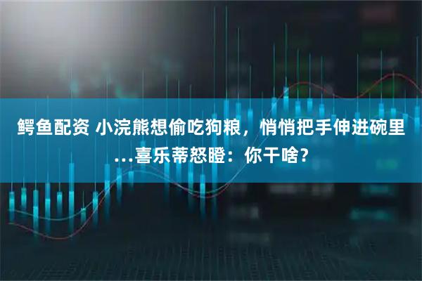 鳄鱼配资 小浣熊想偷吃狗粮，悄悄把手伸进碗里…喜乐蒂怒瞪：你干啥？